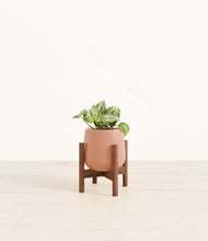 Load image into Gallery viewer, Calm Rose stand:walnut