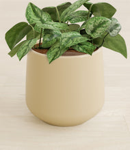 Load image into Gallery viewer, Almond Green stand:all