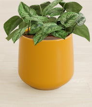 Load image into Gallery viewer, Mustard stand:all