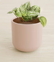 Load image into Gallery viewer, Sandy Pink stand:all