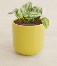 Load image into Gallery viewer, Key Lime Yellow stand:all