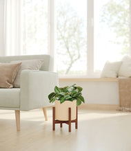 Load image into Gallery viewer, Cream stand:walnut