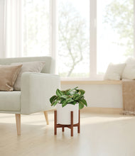 Load image into Gallery viewer, White stand:walnut
