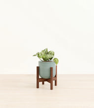 Load image into Gallery viewer, Reactive Aqua stand:walnut