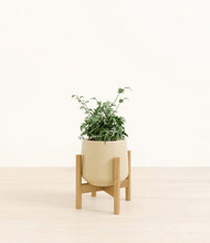 Load image into Gallery viewer, Almond Green stand:bamboo