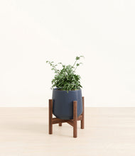 Load image into Gallery viewer, Deep Navy stand:walnut