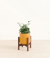 Load image into Gallery viewer, Mustard stand:walnut