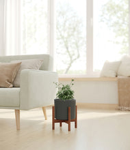 Load image into Gallery viewer, Dark Olive stand:walnut