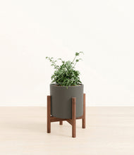 Load image into Gallery viewer, Dark Olive stand:walnut