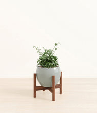 Load image into Gallery viewer, Deep Ocean stand:walnut