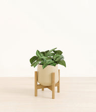 Load image into Gallery viewer, Almond Green stand:bamboo