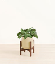 Load image into Gallery viewer, Almond Green stand:walnut