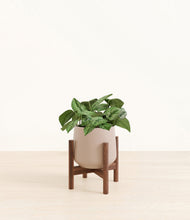 Load image into Gallery viewer, Eternal Gray stand:walnut