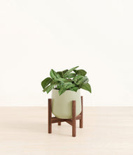 Load image into Gallery viewer, Turquoise stand:walnut