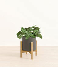Load image into Gallery viewer, Dark Olive stand:bamboo