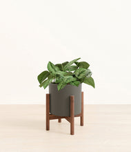 Load image into Gallery viewer, Dark Olive stand:walnut