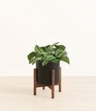 Load image into Gallery viewer, Black stand:walnut