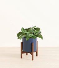 Load image into Gallery viewer, Deep Navy stand:walnut