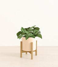 Load image into Gallery viewer, Cream stand:bamboo