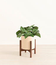 Load image into Gallery viewer, Cream stand:walnut