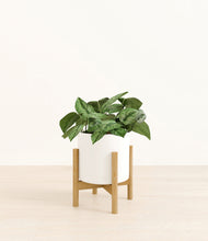 Load image into Gallery viewer, White stand:bamboo