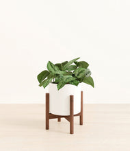 Load image into Gallery viewer, White stand:walnut