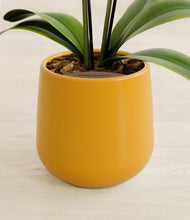 Load image into Gallery viewer, Mustard stand:all