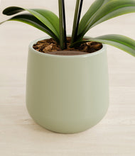 Load image into Gallery viewer, Turquoise stand:all