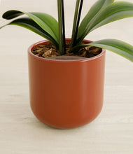 Load image into Gallery viewer, Glossy Red stand:all