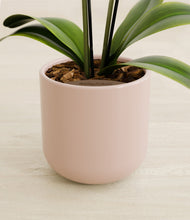 Load image into Gallery viewer, Sandy Pink stand:all