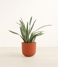 Load image into Gallery viewer, Earth Red*****Profile