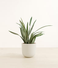 Load image into Gallery viewer, Natural Bamboo*****Profile