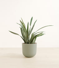 Load image into Gallery viewer, Sage Green*****Profile