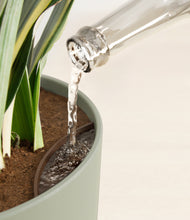 Load image into Gallery viewer, Sage Green stand:all