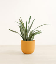 Load image into Gallery viewer, Sunset Orange*****Profile