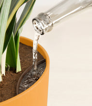 Load image into Gallery viewer, Sunset Orange stand:all