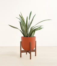 Load image into Gallery viewer, Earth Red stand:walnut