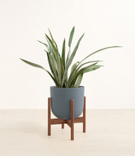 Load image into Gallery viewer, Iron Gray stand:walnut