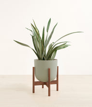 Load image into Gallery viewer, Sage Green stand:walnut