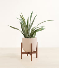 Load image into Gallery viewer, Sandy Pink stand:walnut