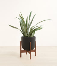 Load image into Gallery viewer, Stone Black stand:walnut