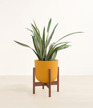 Load image into Gallery viewer, Sunset Orange stand:walnut