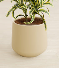 Load image into Gallery viewer, Almond Green stand:all