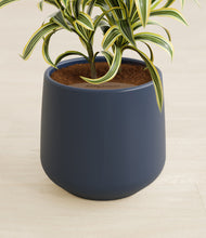 Load image into Gallery viewer, Deep Navy stand:all