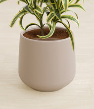 Load image into Gallery viewer, Eternal Gray stand:all