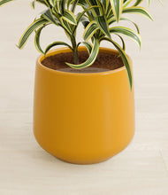 Load image into Gallery viewer, Mustard stand:all