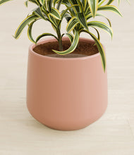 Load image into Gallery viewer, Calm Rose stand:all