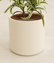 Load image into Gallery viewer, Cream stand:all