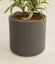 Load image into Gallery viewer, Dark Olive stand:all