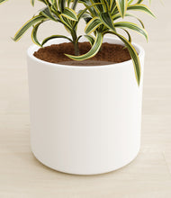 Load image into Gallery viewer, White stand:all